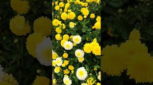 Image result for Chrysanthemum sebatense