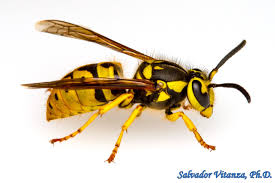 Attēlu rezultāti vaicājumam “Vespidae”