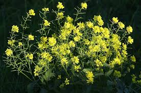 Attēlu rezultāti vaicājumam “Sinapis arvensis”