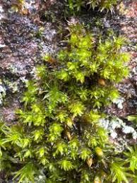 Attēlu rezultāti vaicājumam “Orthotrichum, Nyholmiella”