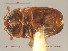 Attēlu rezultāti vaicājumam “Epuraea sp.”