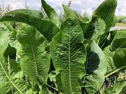 Attēlu rezultāti vaicājumam “Armoracia rusticana leaf”