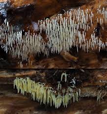 Attēlu rezultāti vaicājumam “Mucronella”