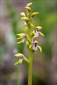Attēlu rezultāti vaicājumam “Corallorhiza trifida fruit”