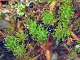 Attēlu rezultāti vaicājumam “Polytrichum piliferum sporophyte”
