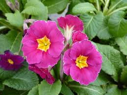 Attēlu rezultāti vaicājumam “Primula x polyantha”