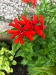 Image result for Lychnis chalcedonica `Dusky Salmon`