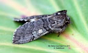 Attēlu rezultāti vaicājumam “Achlya flavicornis”