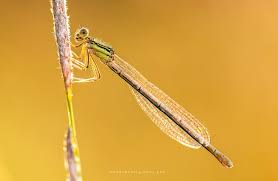 Attēlu rezultāti vaicājumam “Platycnemis pennipes”