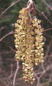 Attēlu rezultāti vaicājumam “Alnus incana female flower”