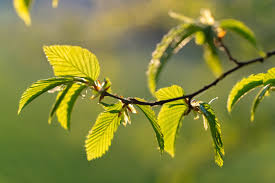 Attēlu rezultāti vaicājumam “Corylus avellana leaf”