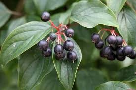 Attēlu rezultāti vaicājumam “Cornus sanguinea fruit”