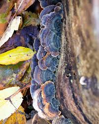 Attēlu rezultāti vaicājumam “Trametes versicolor”