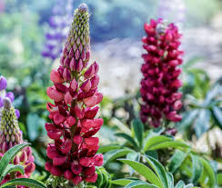 Attēlu rezultāti vaicājumam “Lupinus polyphyllus flower”