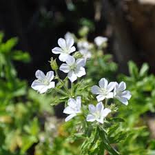 Attēlu rezultāti vaicājumam “Geranium sylvaticum leaf”