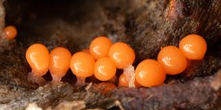 Attēlu rezultāti vaicājumam “Stemonitopsis aequalis var. microspora macro”