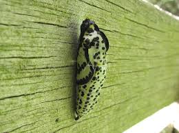 Attēlu rezultāti vaicājumam “Aporia crataegi pupa”