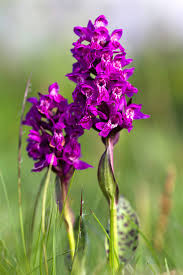 Attēlu rezultāti vaicājumam “Dactylorhiza cruenta flower”