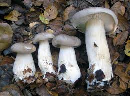 Attēlu rezultāti vaicājumam “Clitocybe nebularis”