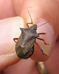 Attēlu rezultāti vaicājumam “Picromerus bidens”