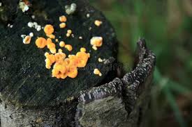 Attēlu rezultāti vaicājumam “Dacrymyces stillatus”