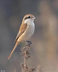 Image result for Lanius isabellinus