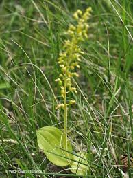Attēlu rezultāti vaicājumam “Listera ovata flower”