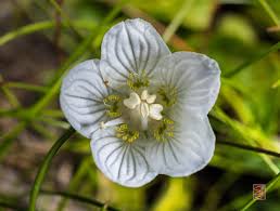 Attēlu rezultāti vaicājumam “Parnassia palustris leaf”