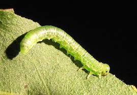 Attēlu rezultāti vaicājumam “Pristiphora maesta larva”