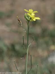 Image result for Diplotaxis tenuifolia