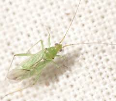 Attēlu rezultāti vaicājumam “Blepharidopterus angulatus”