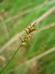 Attēlu rezultāti vaicājumam “Carex davalliana”