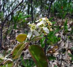 Attēlu rezultāti vaicājumam “Amelanchier spicata flower”