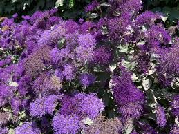 Attēlu rezultāti vaicājumam “Campanula trachelium bud”