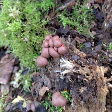 Attēlu rezultāti vaicājumam “Lycogala cf. oleocrystalliferum young”