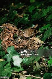 Attēlu rezultāti vaicājumam “Troglodytes troglodytes nest”