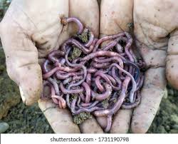 Attēlu rezultāti vaicājumam “Lumbricidae”