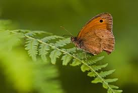 Attēlu rezultāti vaicājumam “Maniola jurtina male”