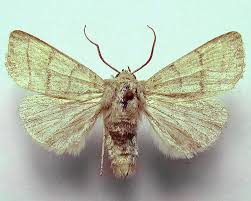 Attēlu rezultāti vaicājumam “Charanyca trigrammica”