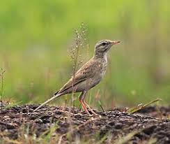 Image result for Anthus campestris