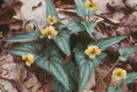 Attēlu rezultāti vaicājumam “Viola hirta leaf”