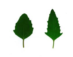 Attēlu rezultāti vaicājumam “Atriplex calotheca leaf”