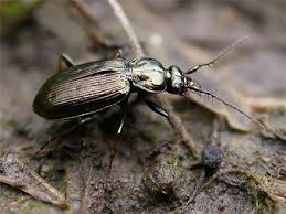 Attēlu rezultāti vaicājumam “Loricera pilicornis”