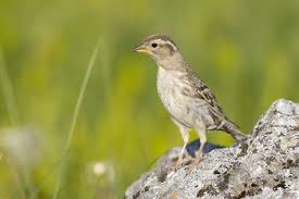 Image result for Petronia petronia