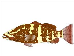 Image result for Epinephelus striatus