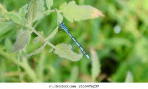 Attēlu rezultāti vaicājumam “Enallagma cyathigerum male”