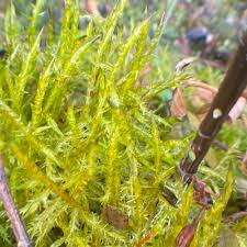 Attēlu rezultāti vaicājumam “Calliergonella cuspidata”