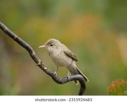 Image result for Hippolais pallida