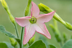 Attēlu rezultāti vaicājumam “Nicotiana tabacum flower”