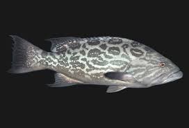 Image result for Mycteroperca phenax